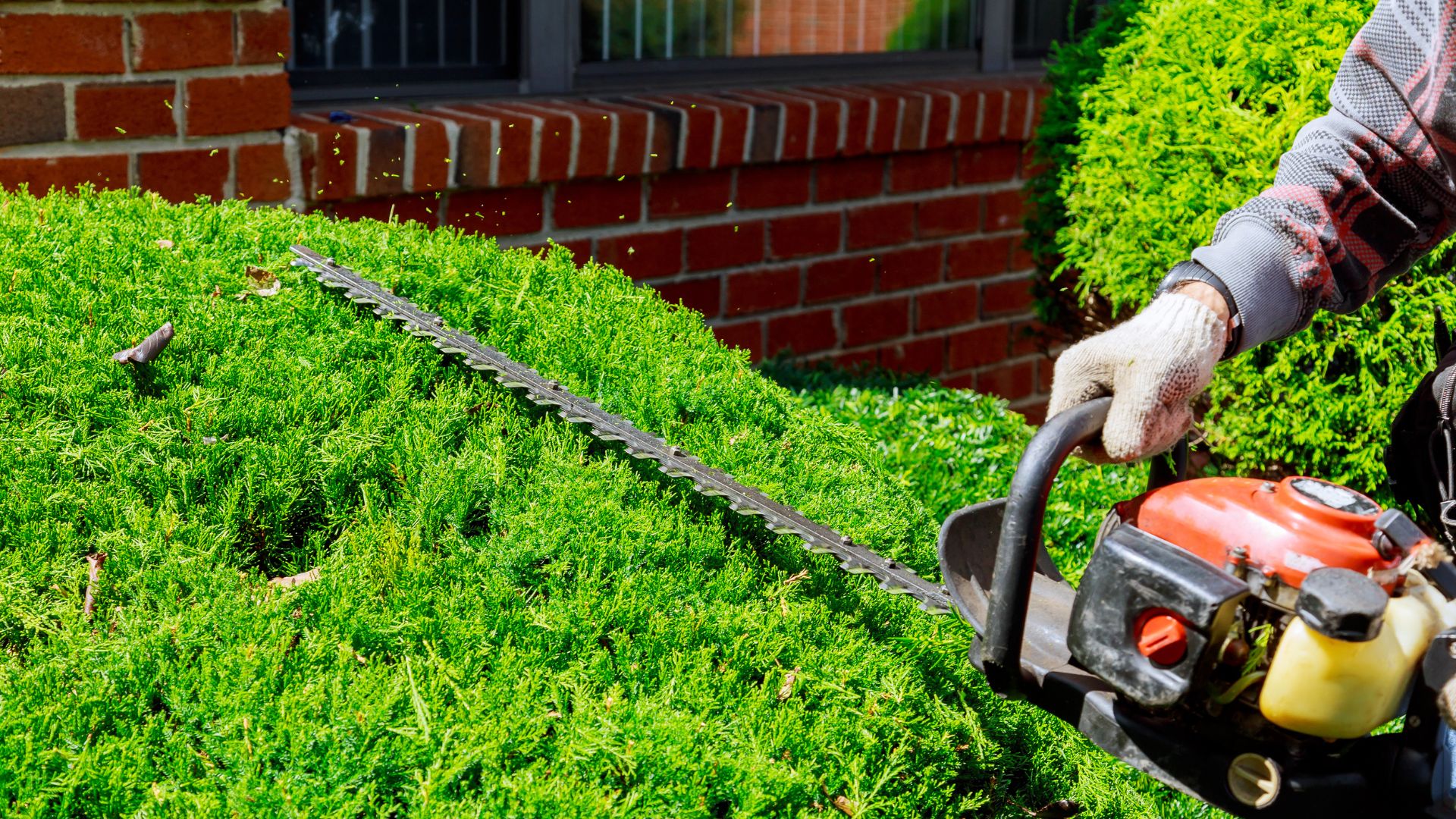 Chula Vista Bush Trimming