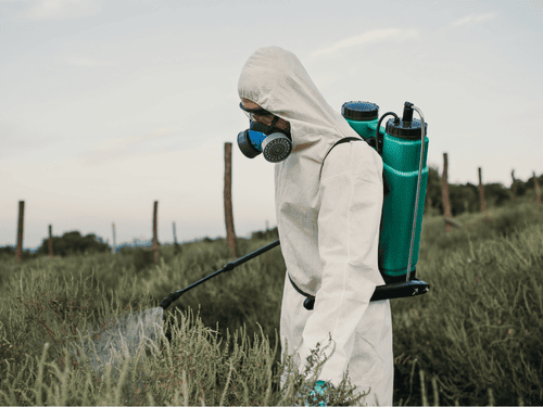 Weed & Moss Control in North Seattle