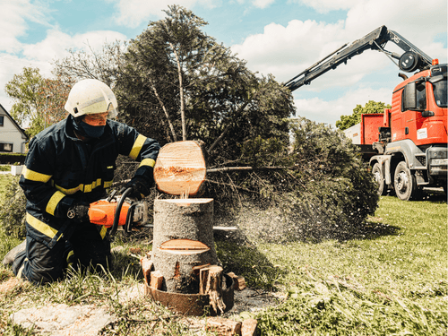 Tree Removal in North Seattle