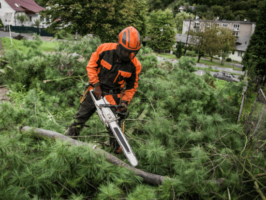 Hedge Trimming North Seattle