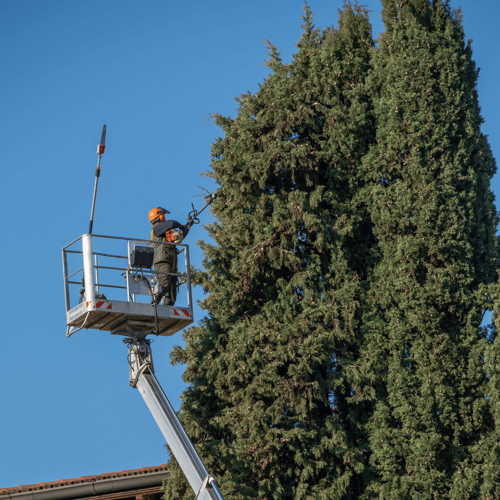 Tree Pruning North Seattle
