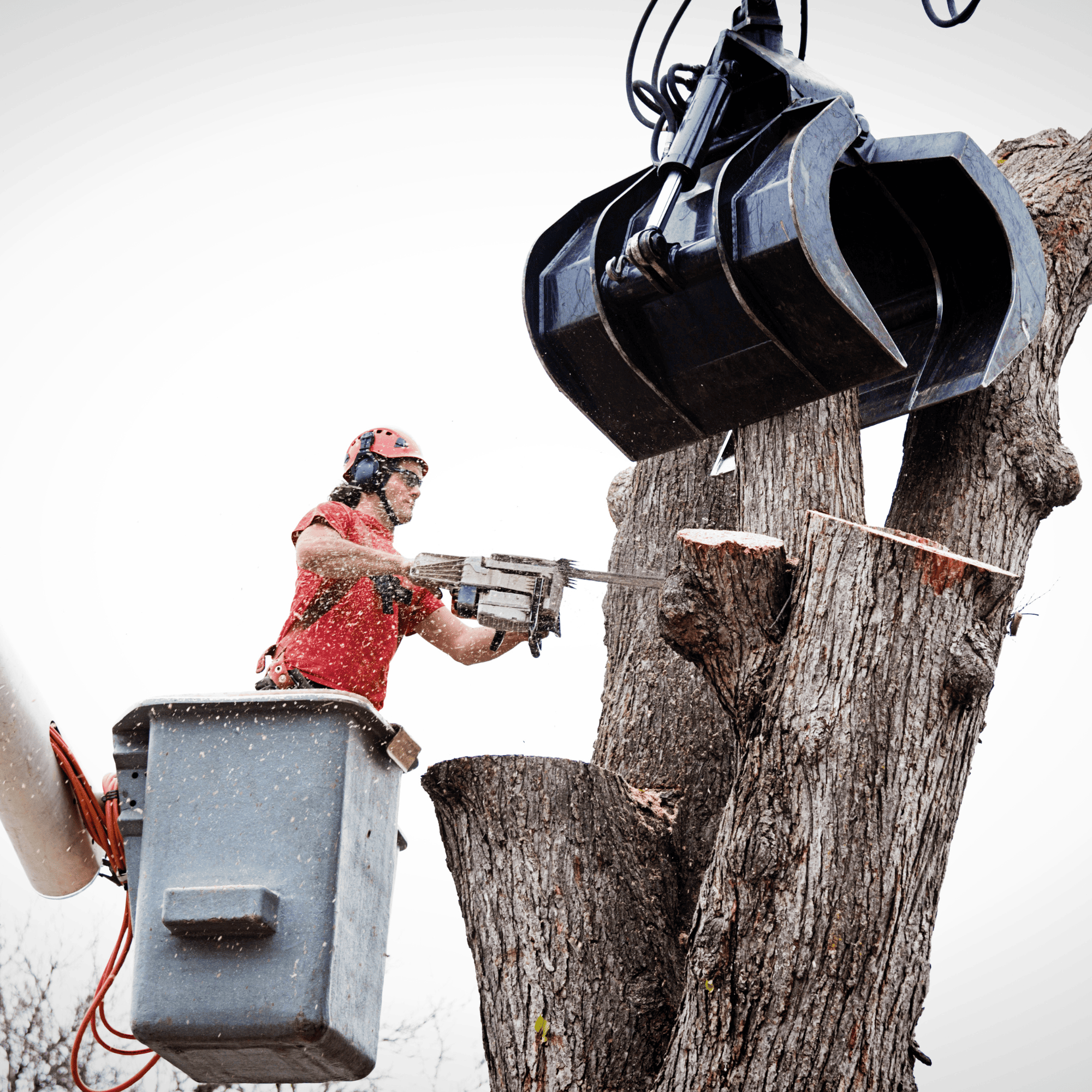 South Seattle Tree Removal