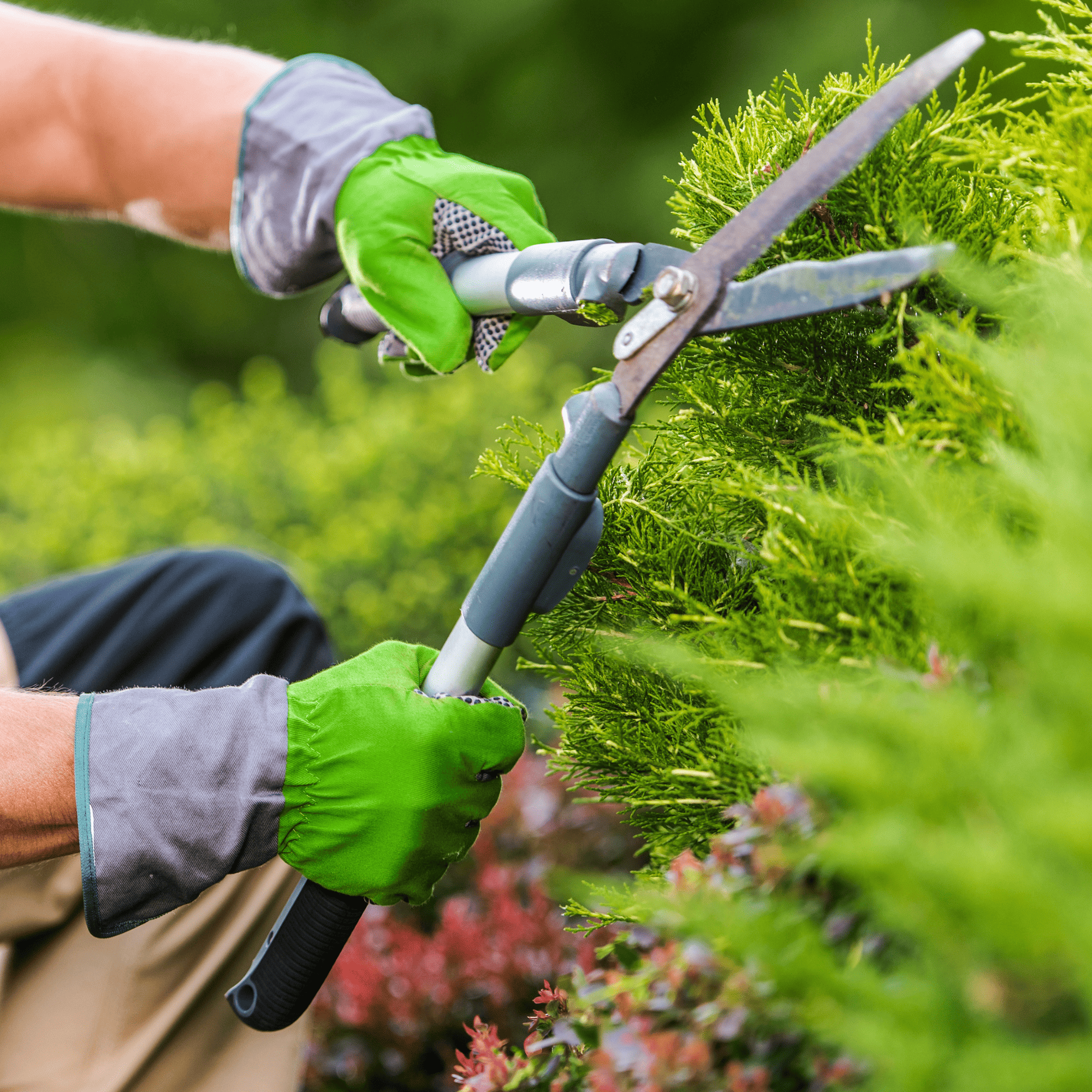 Lawn Fertilization North Seattle