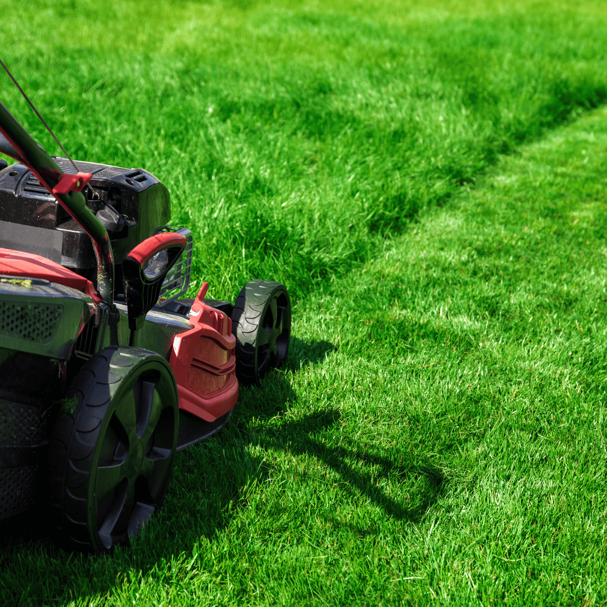 Lawn Fertilization North Seattle