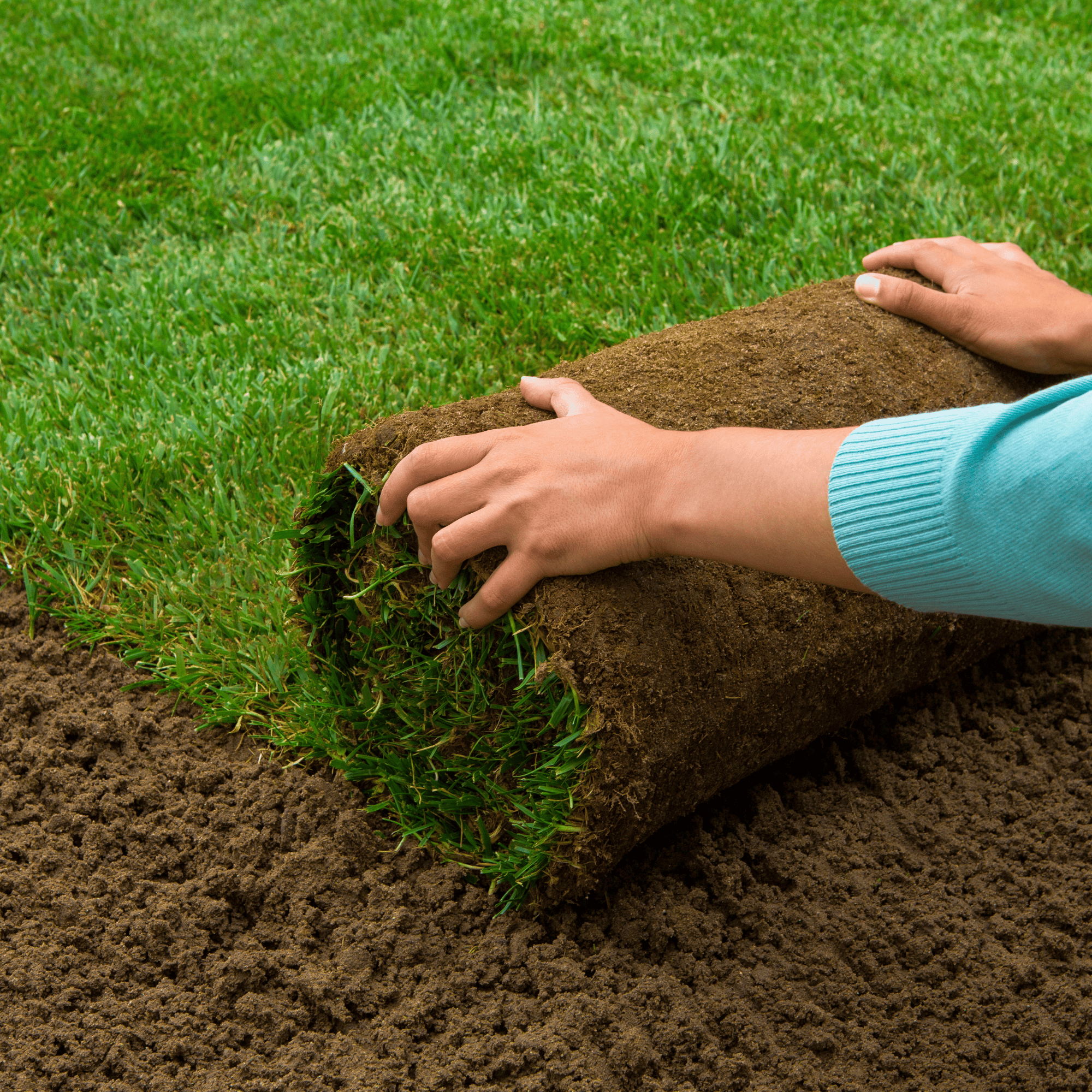 Weed & Moss Control North Seattle