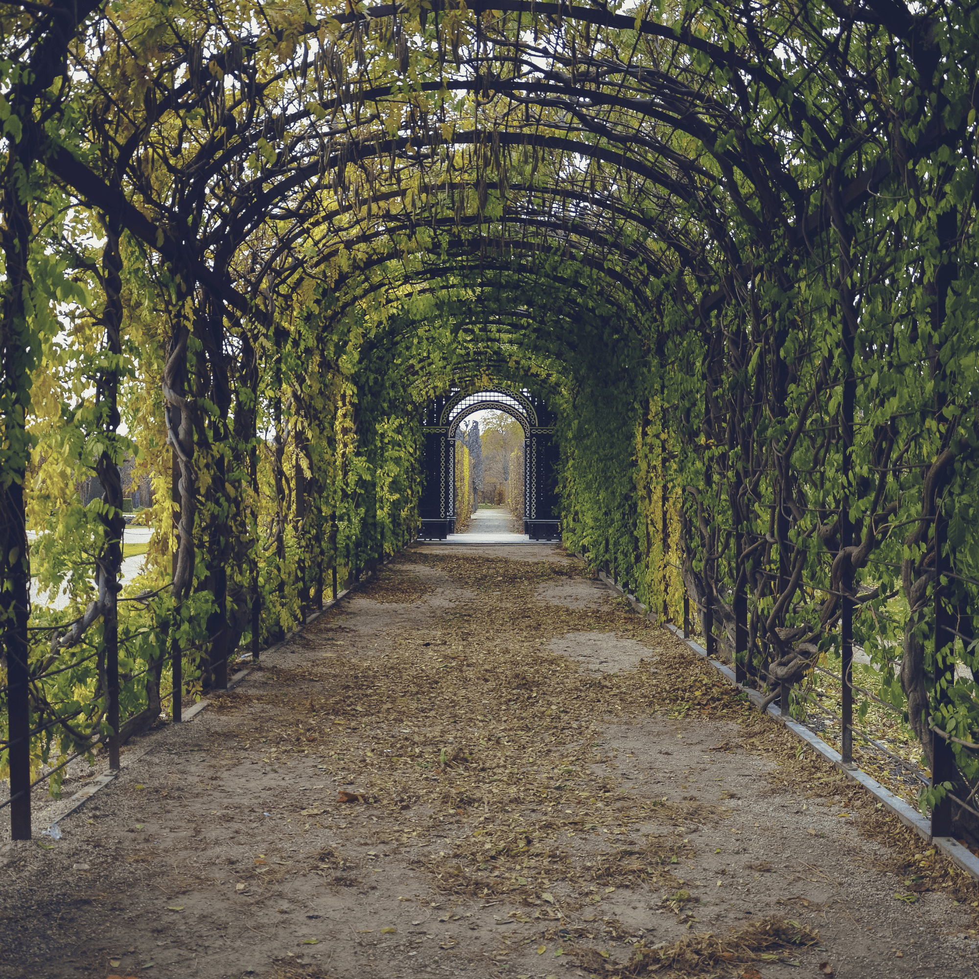 Tukwila Newcastle Lawn Fertilization