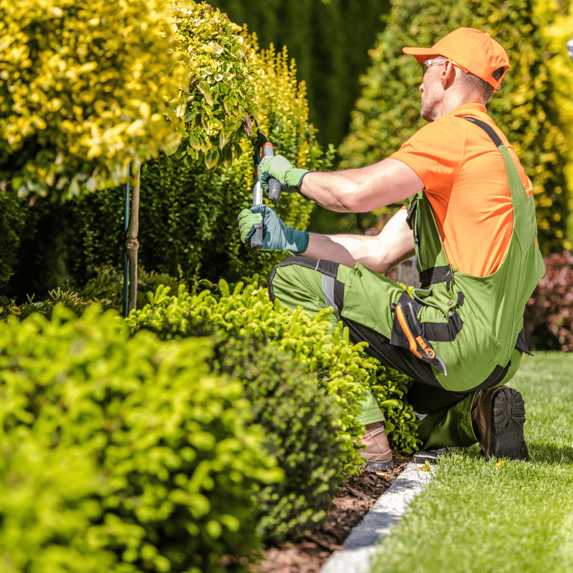 Renton Lawn Fertilization
