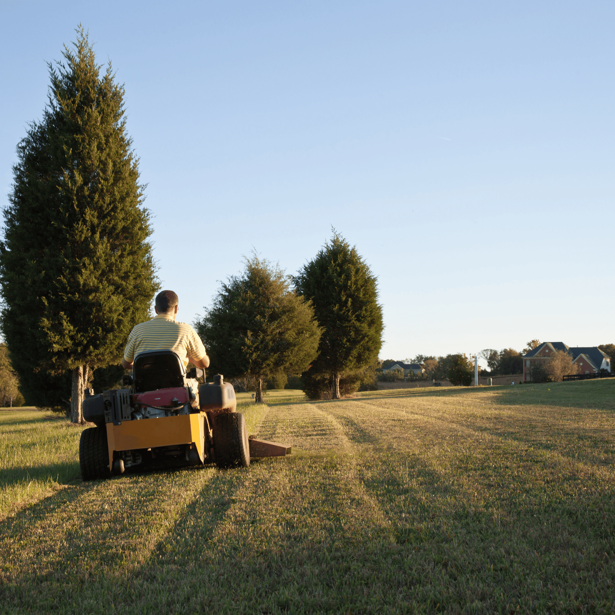 Hedge Trimming North Seattle