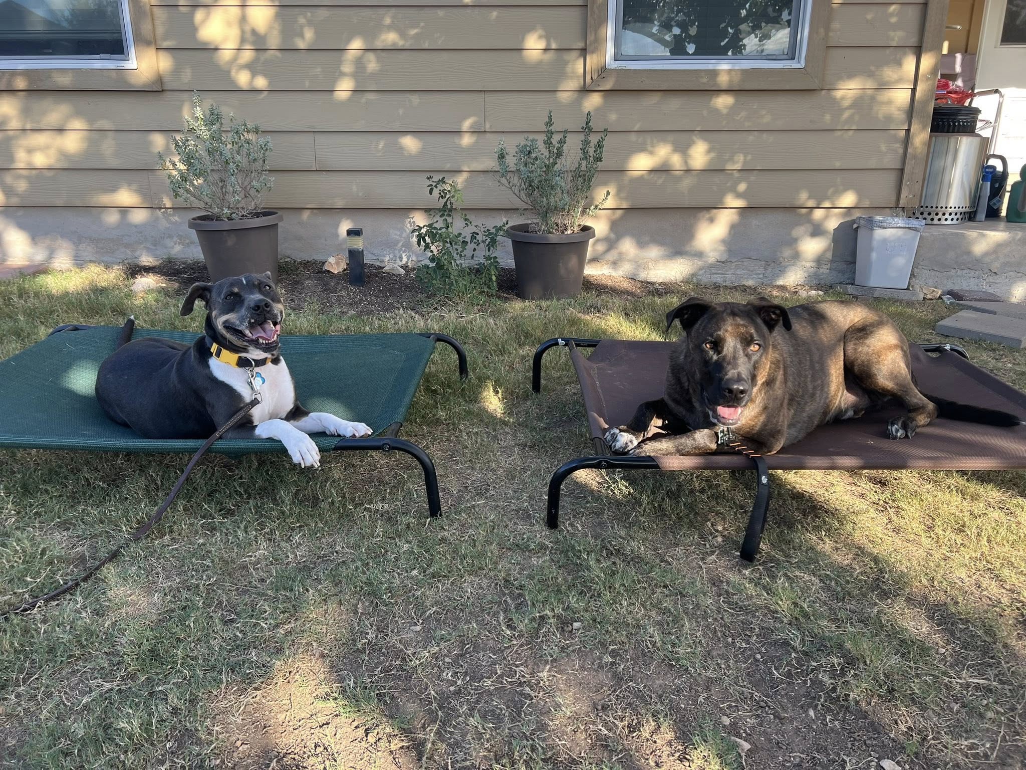 Barking and reactivity work