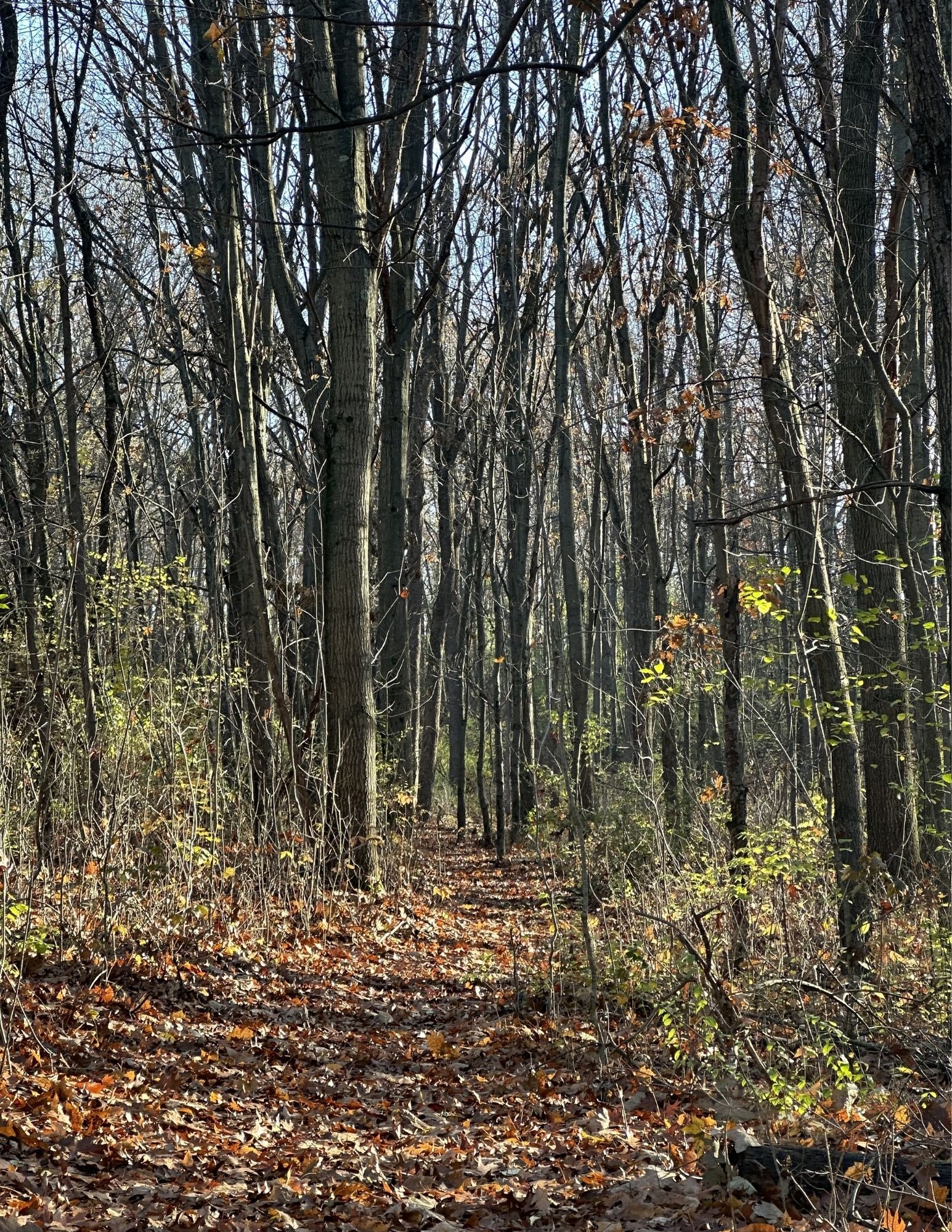 Moment 6 — Steps — Backwoods Path