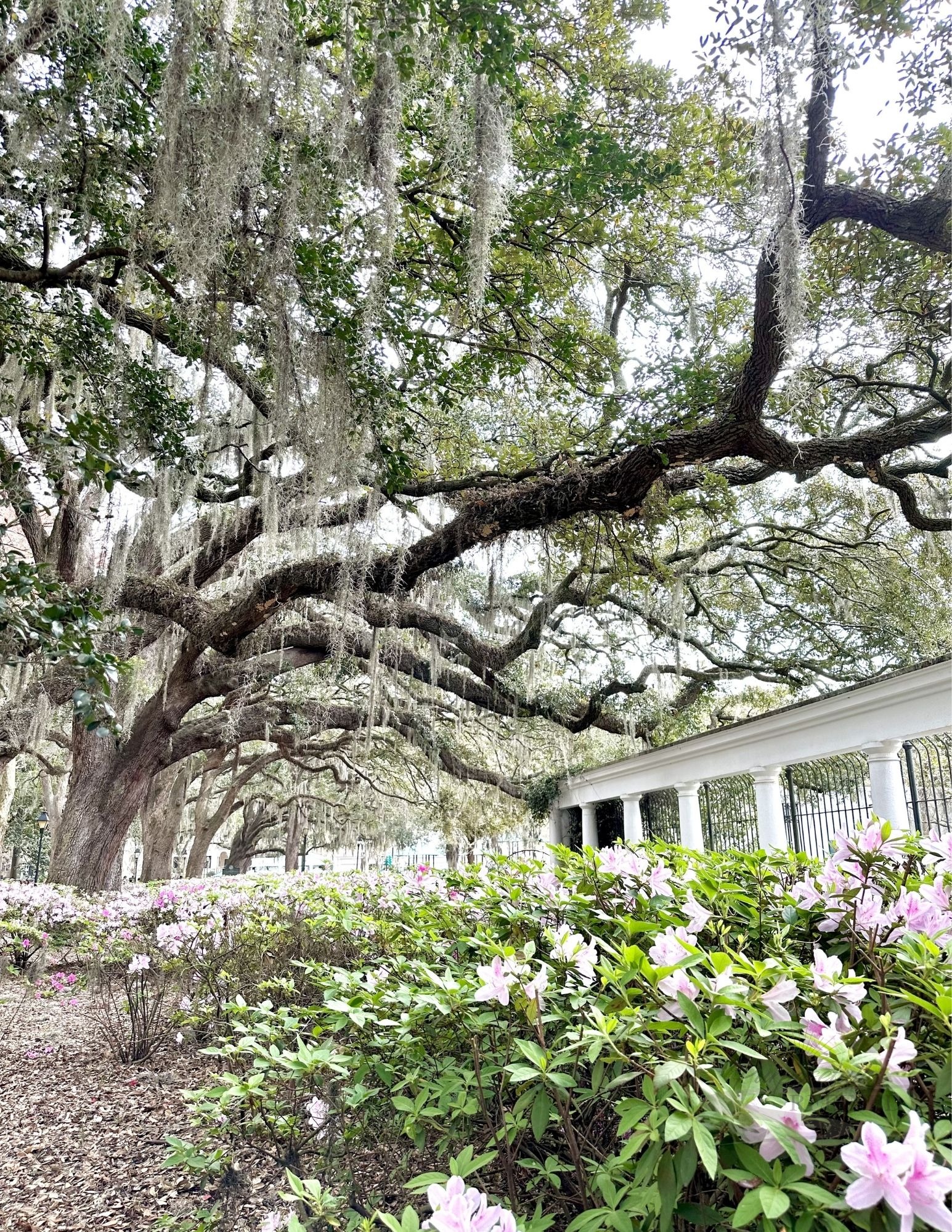 Moment 26 — Pressing — Savannah