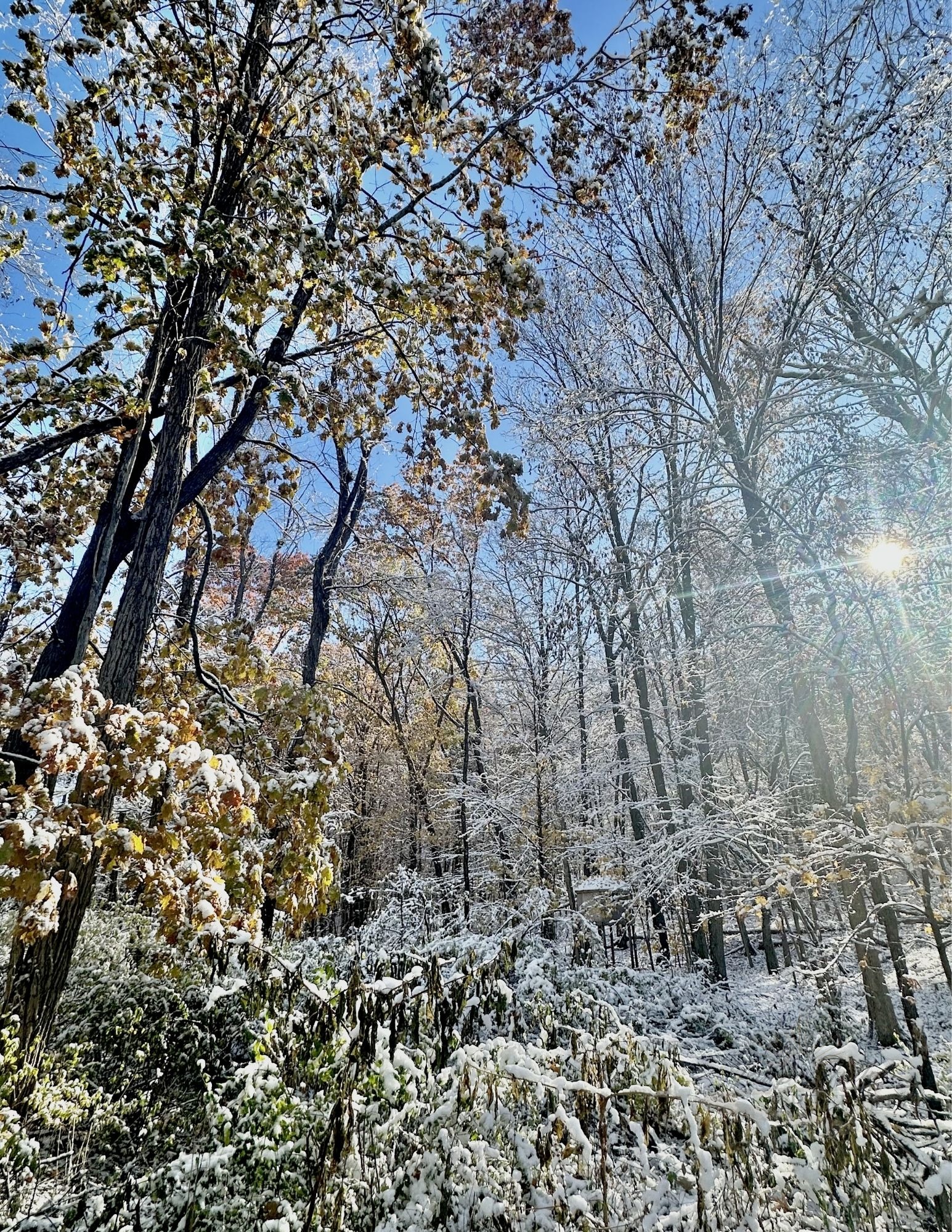 Moment 20 — Renew — Snow and Autumn Trees