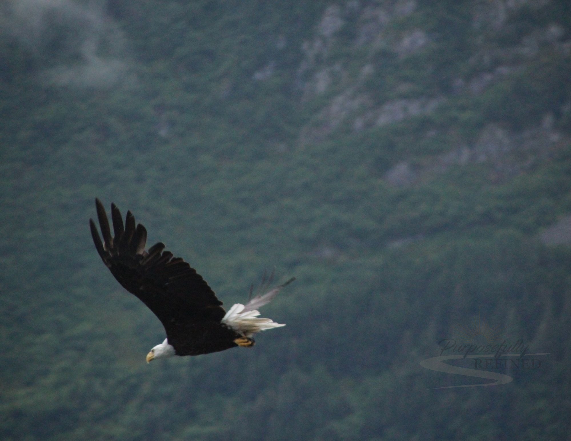 Moment 8 — Renewal — The Eagle