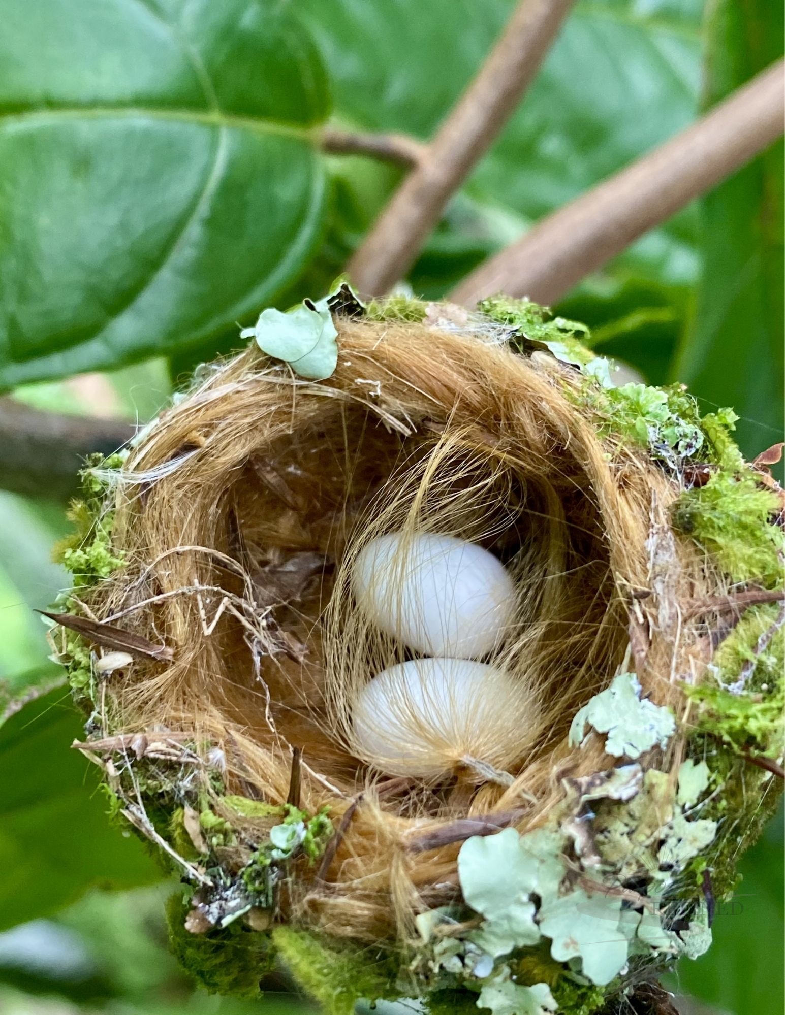 Moment 14 — Valuable — The Nest