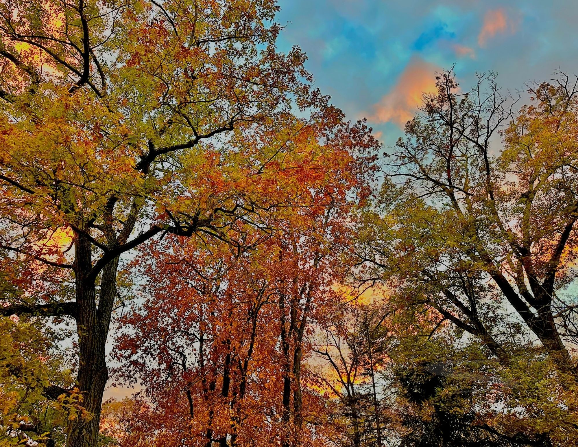 Moment 12 — Letting Go — Autumn Canopy
