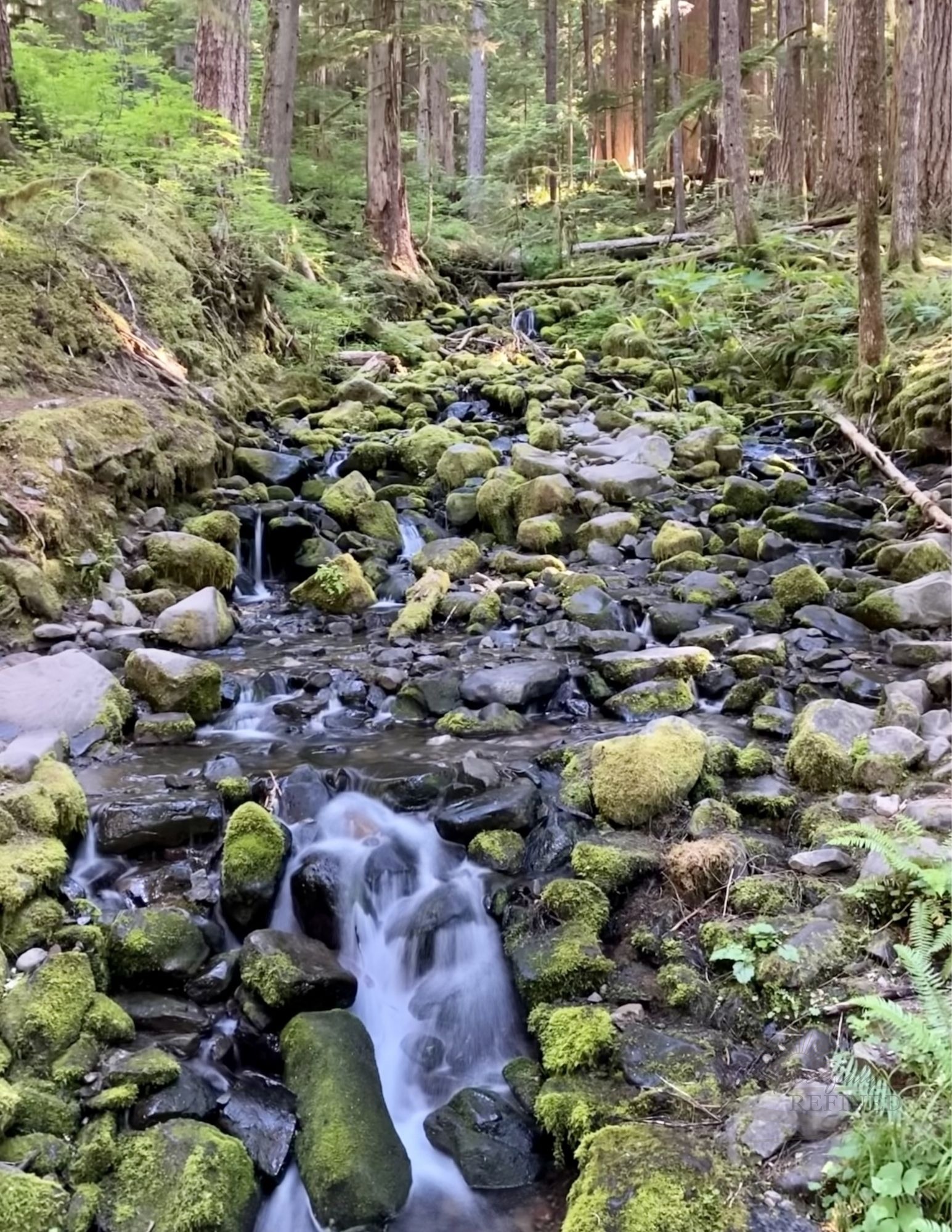 Moment 7 — Sowing — Babbling Brook, Washington