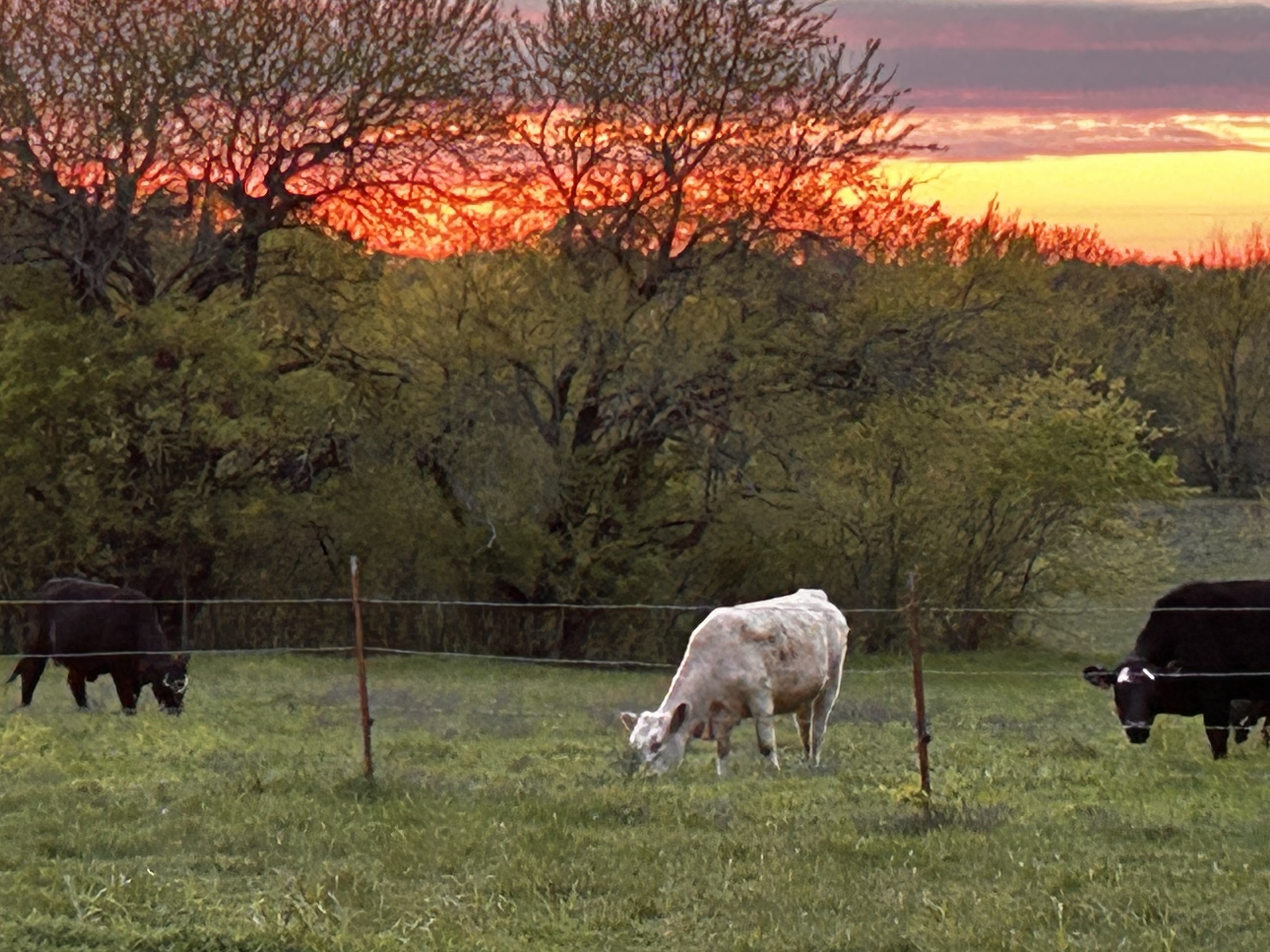 Cattle grazing at sunset on the Safe Harbor Farmstead pasture in Sanger, Texas