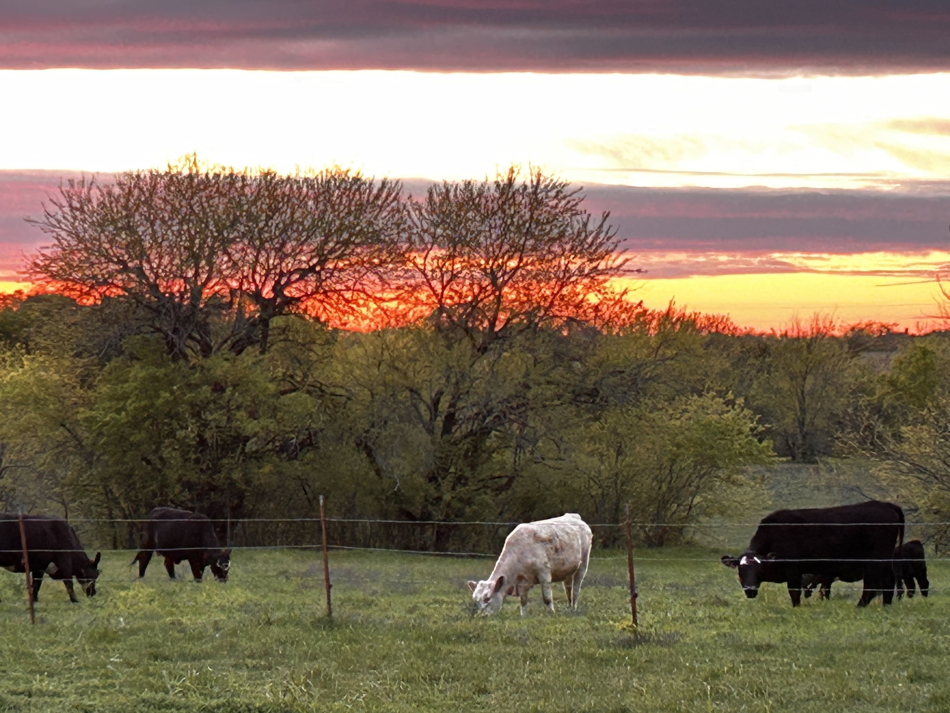 Cattle grazing at sunset on the Safe Harbor Farmstead pasture
