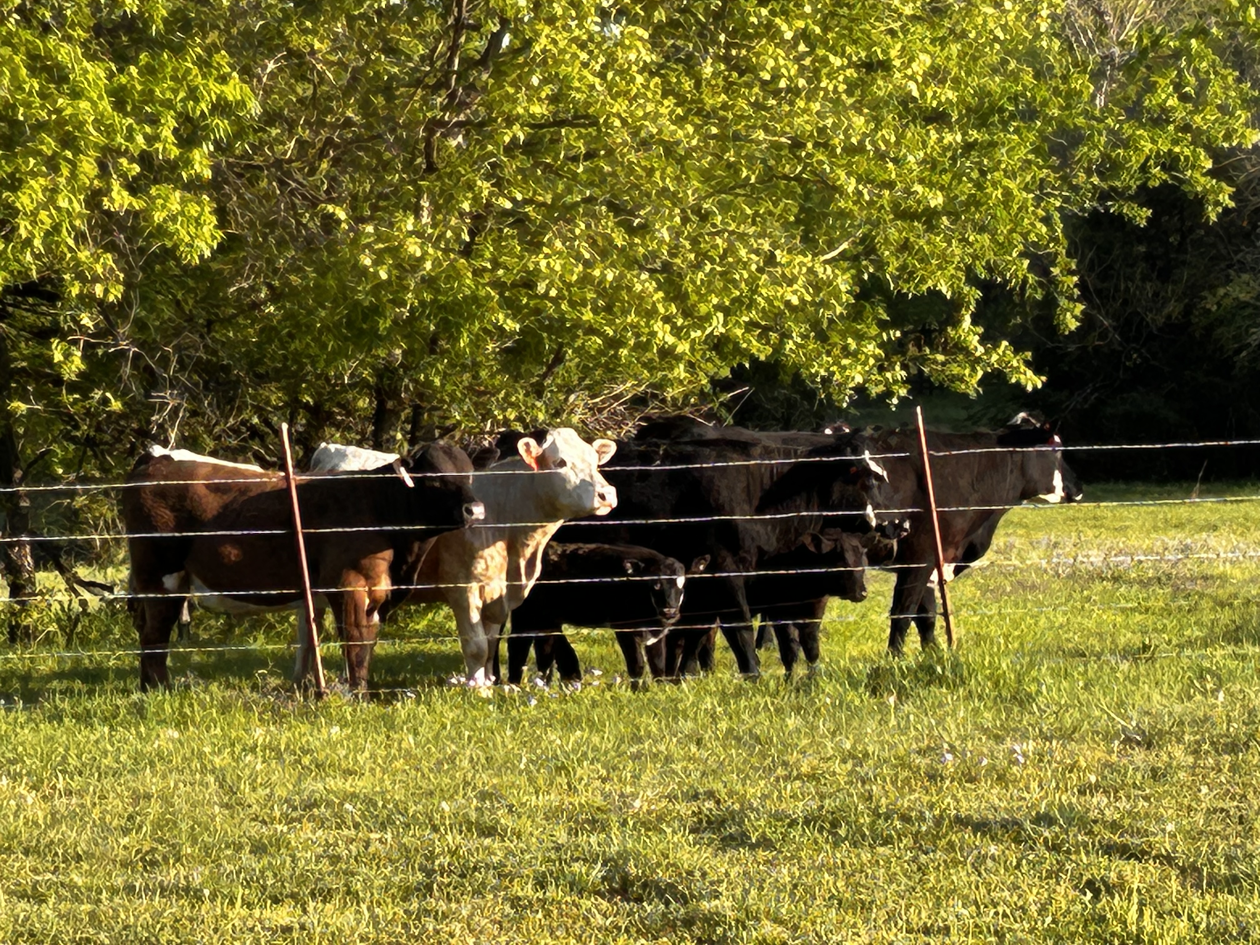 Cattle resting under trees at Safe Harbor Farmstead