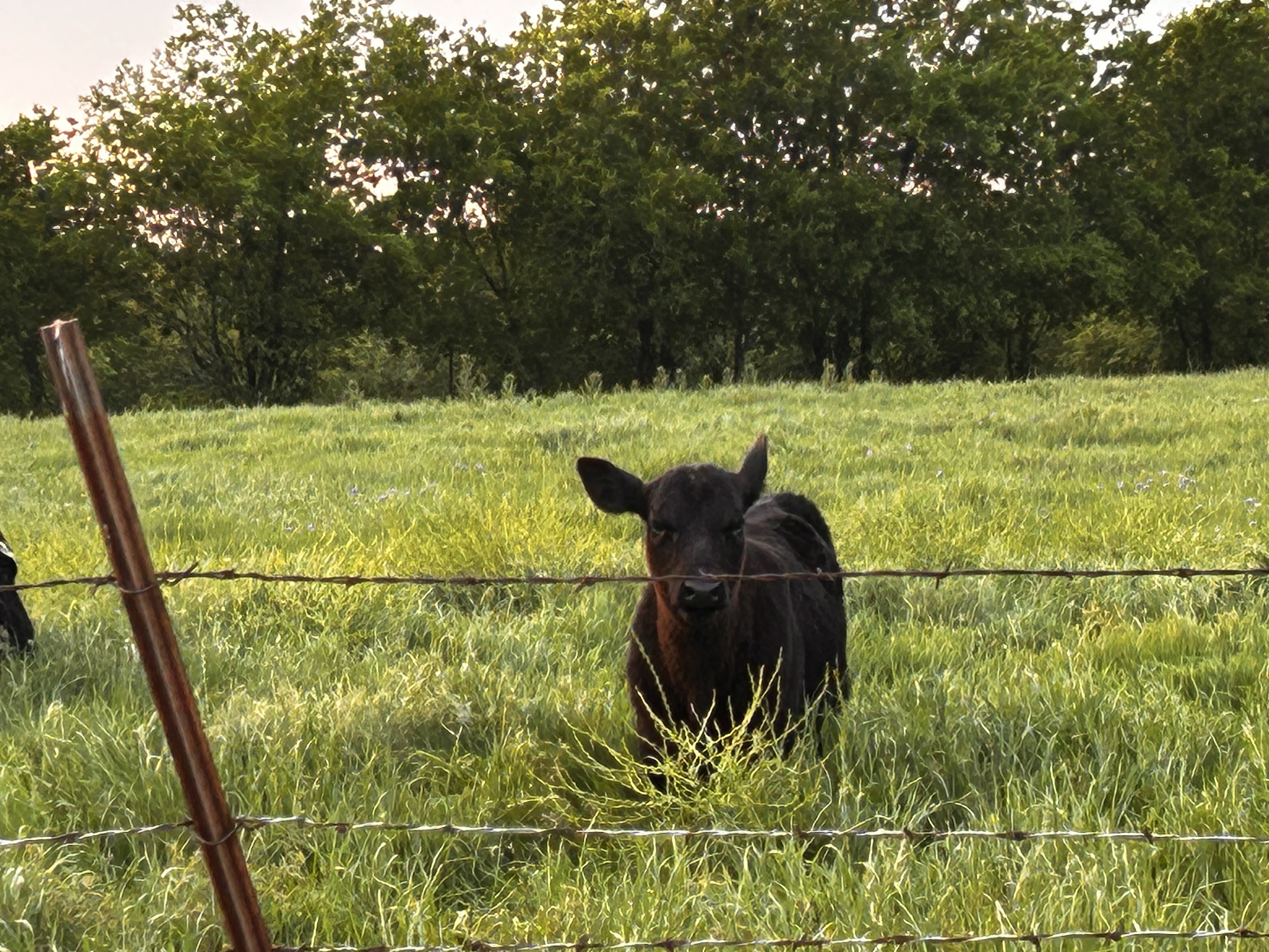 A curious calf in the pasture at Safe Harbor Farmstead