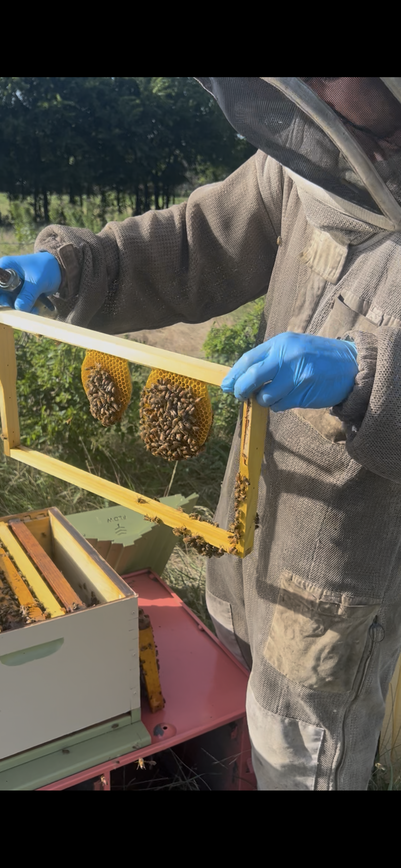 Bee hive at Safe Harbor Farmstead