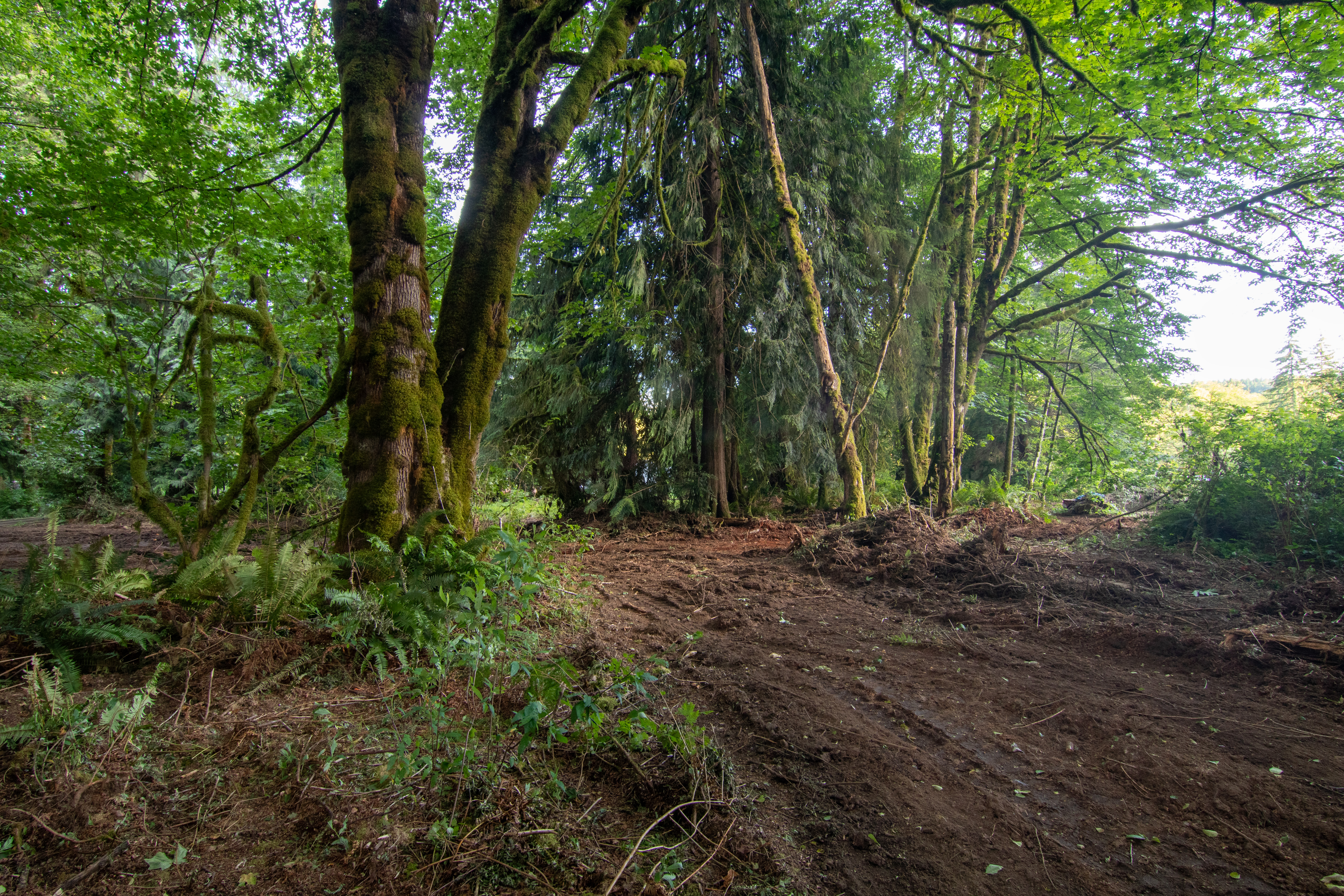 Private forest - property photo
