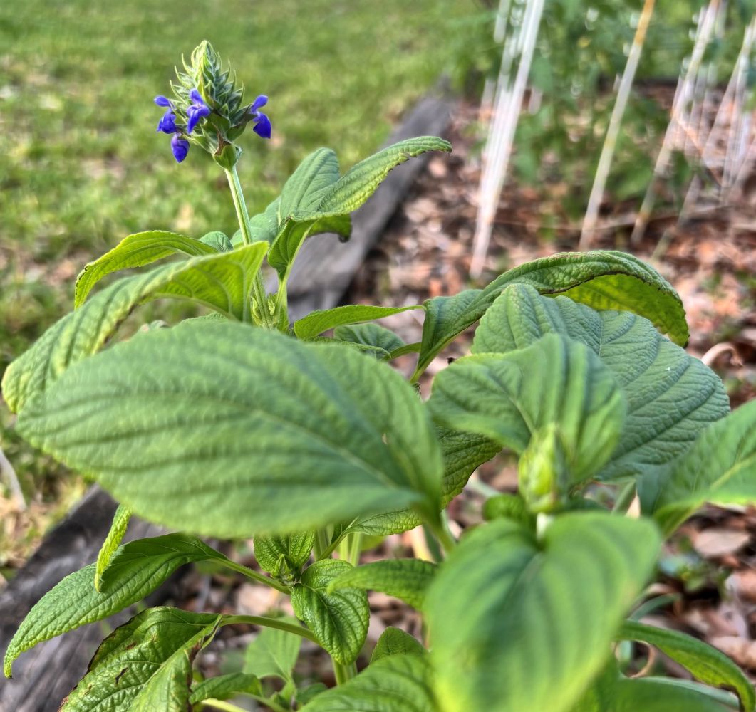 Surprise garden plant (chia)