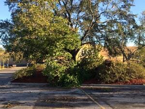 {{ custom_values.service_2 }} in {{custom_values.area_5})