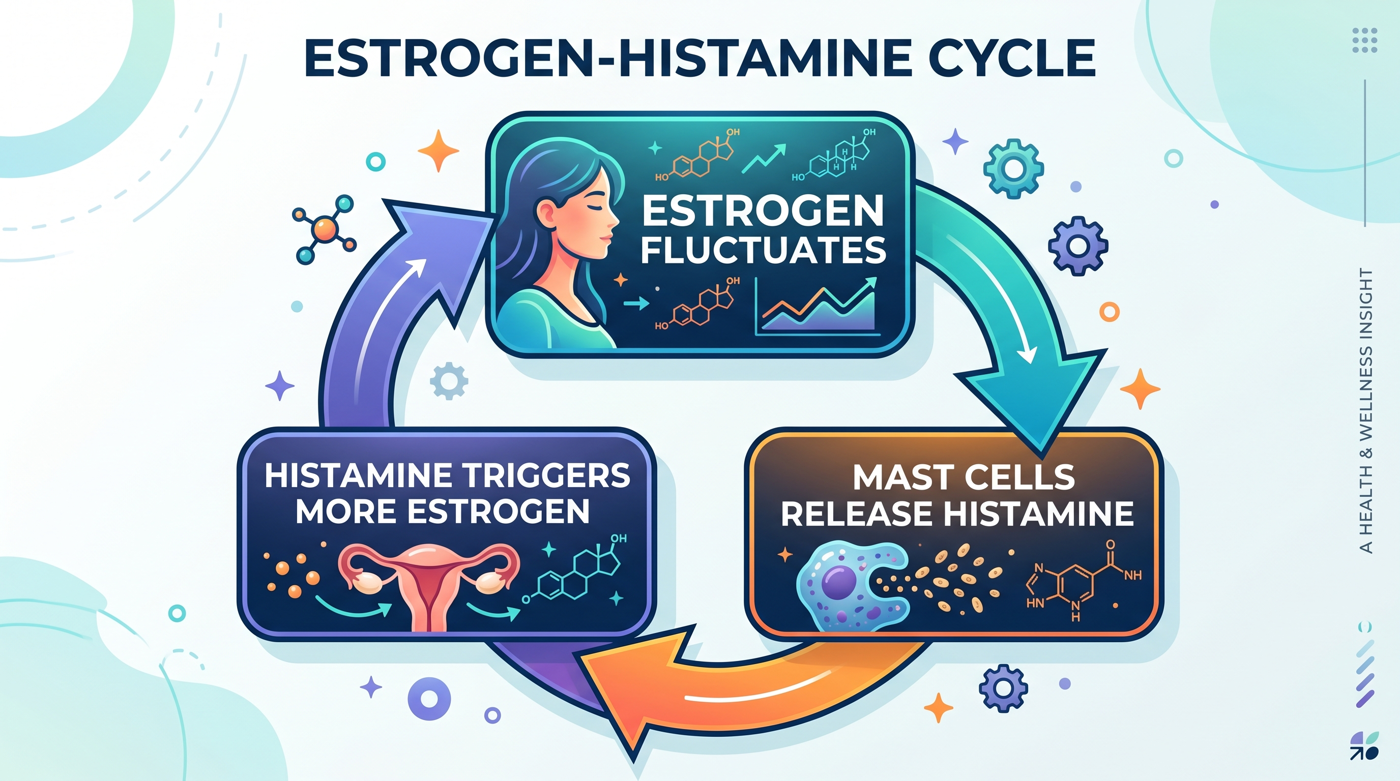 Estrogen and mast cells infographic
