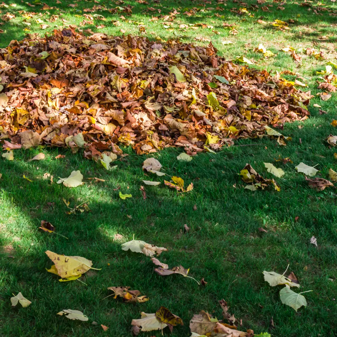 Yard Clean-Up 