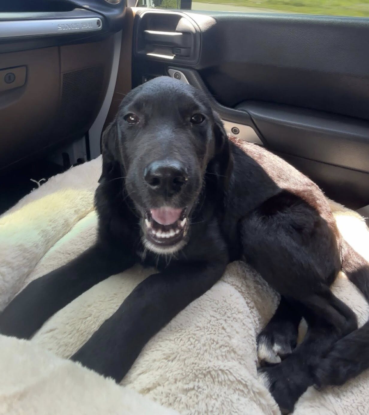 Dog Boarding West Point