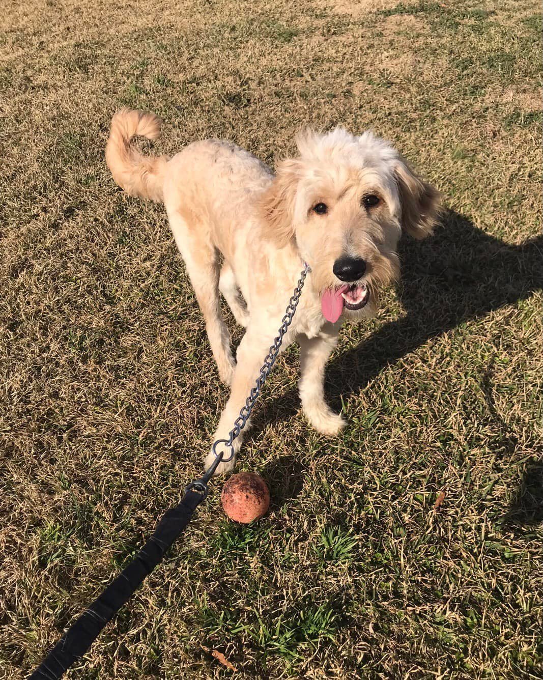 Dog Training West Point