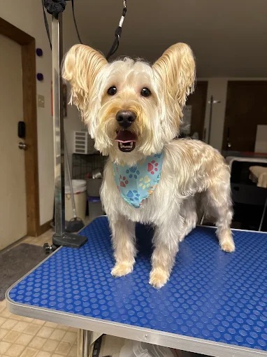 Hamilton Dog Grooming