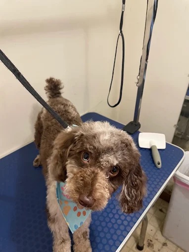 Cedar Bluff Doggy Daycare