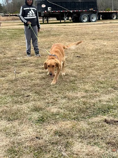 Doggy Daycare West Point