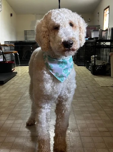 Cedar Bluff Dog Grooming