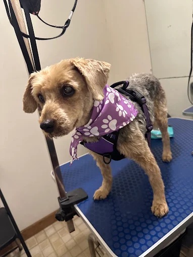 Dog Boarding West Point