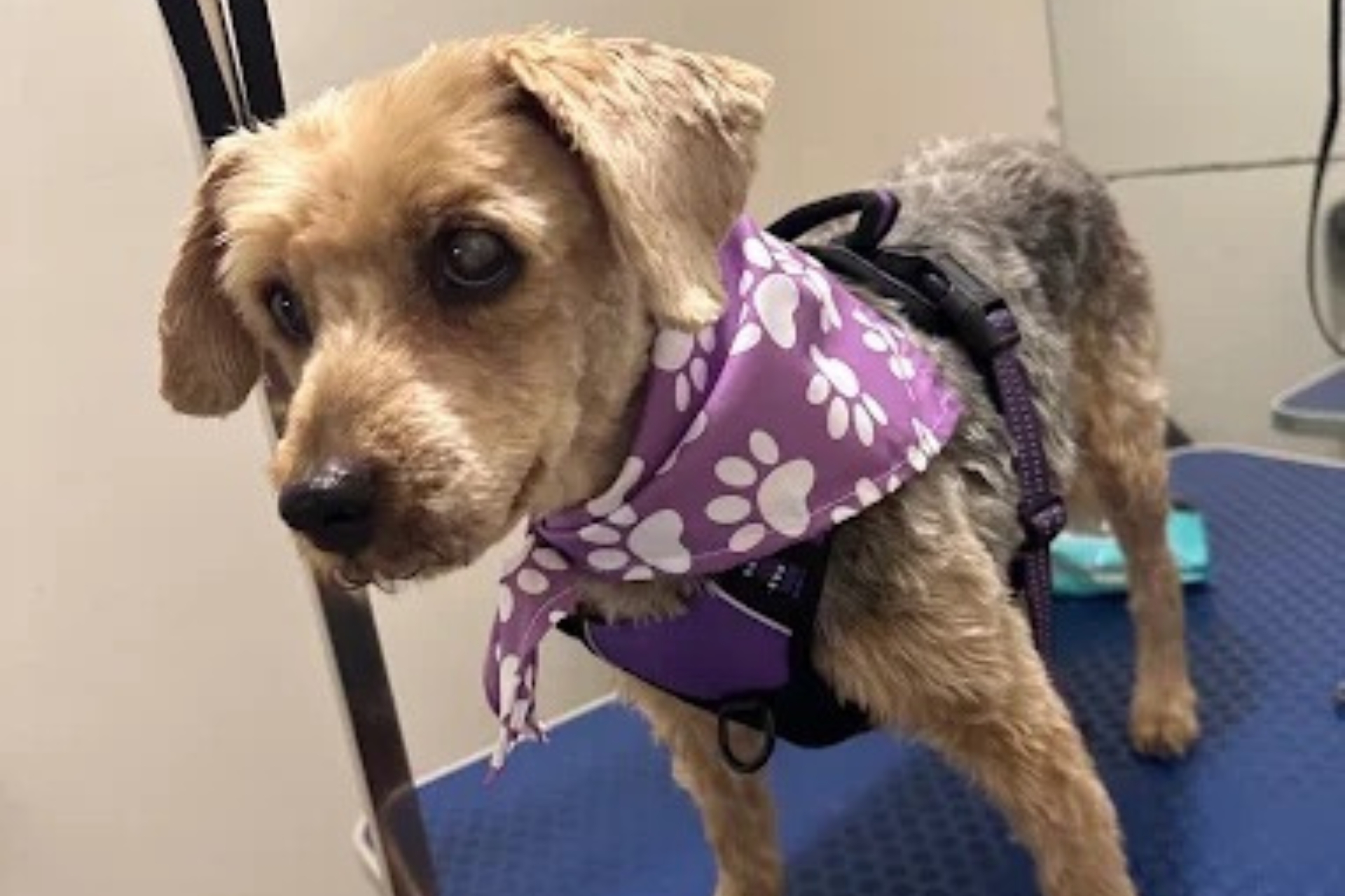 Tupelo Doggy Daycare