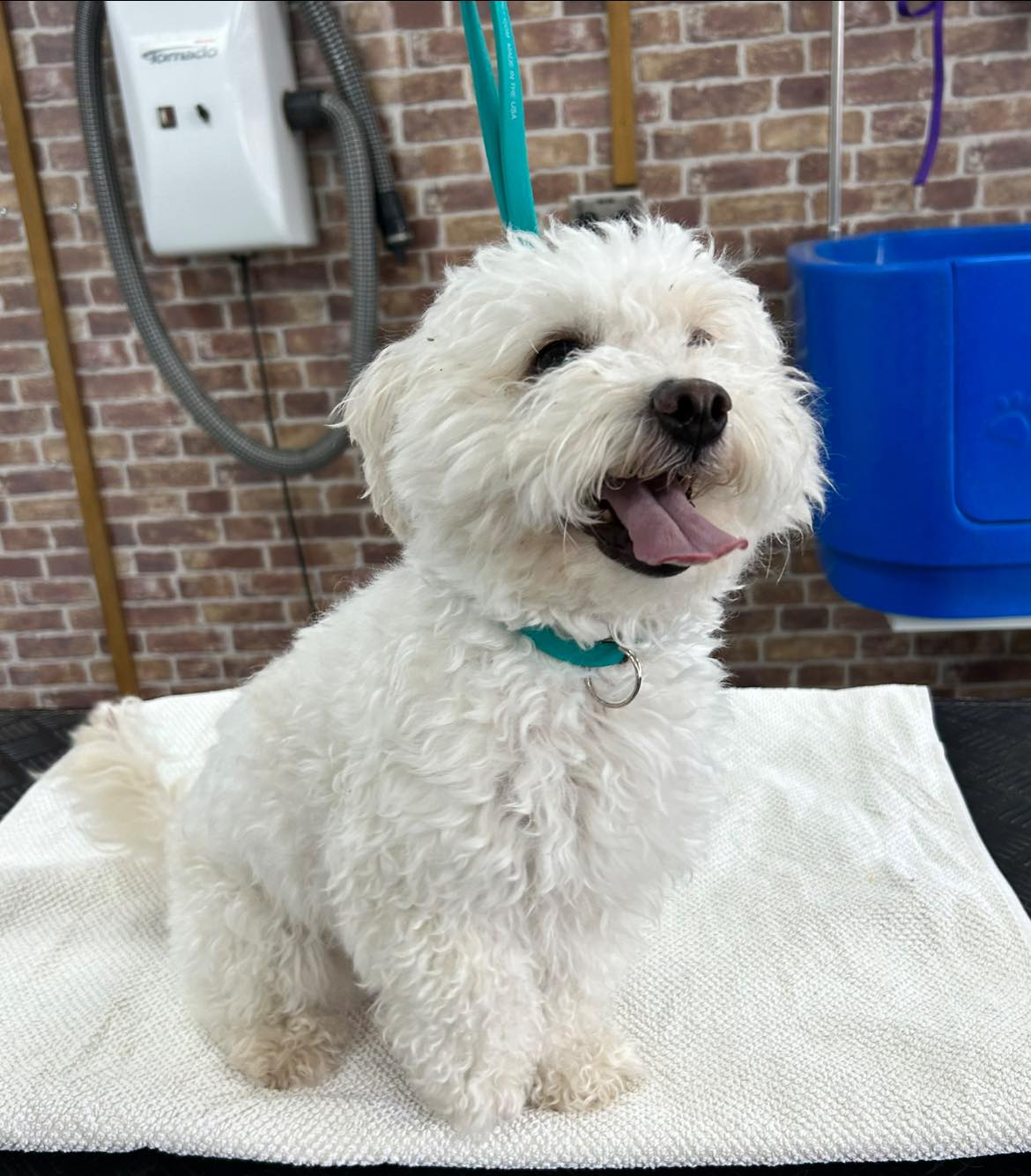 Full dog groom Hull – professional grooming result