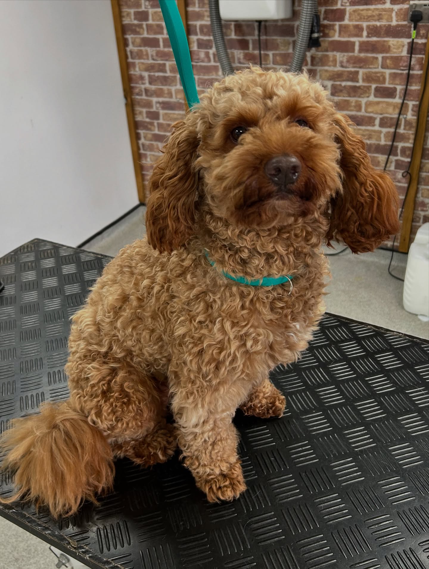 Puppy introduction groom Hull – gentle first grooming experience from 12 weeks