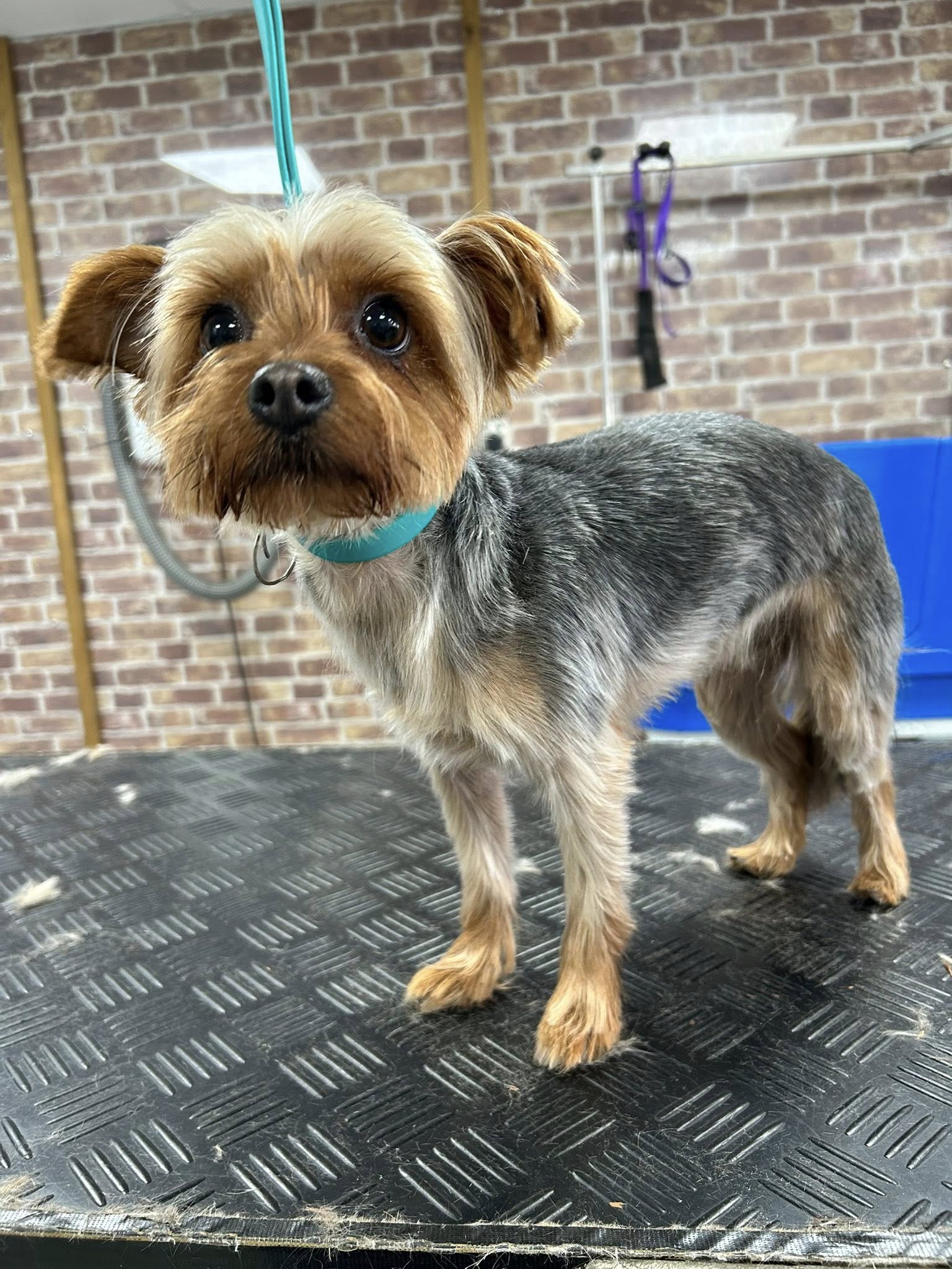 Nervous dog grooming Hull – calm gentle specialist care for anxious dogs