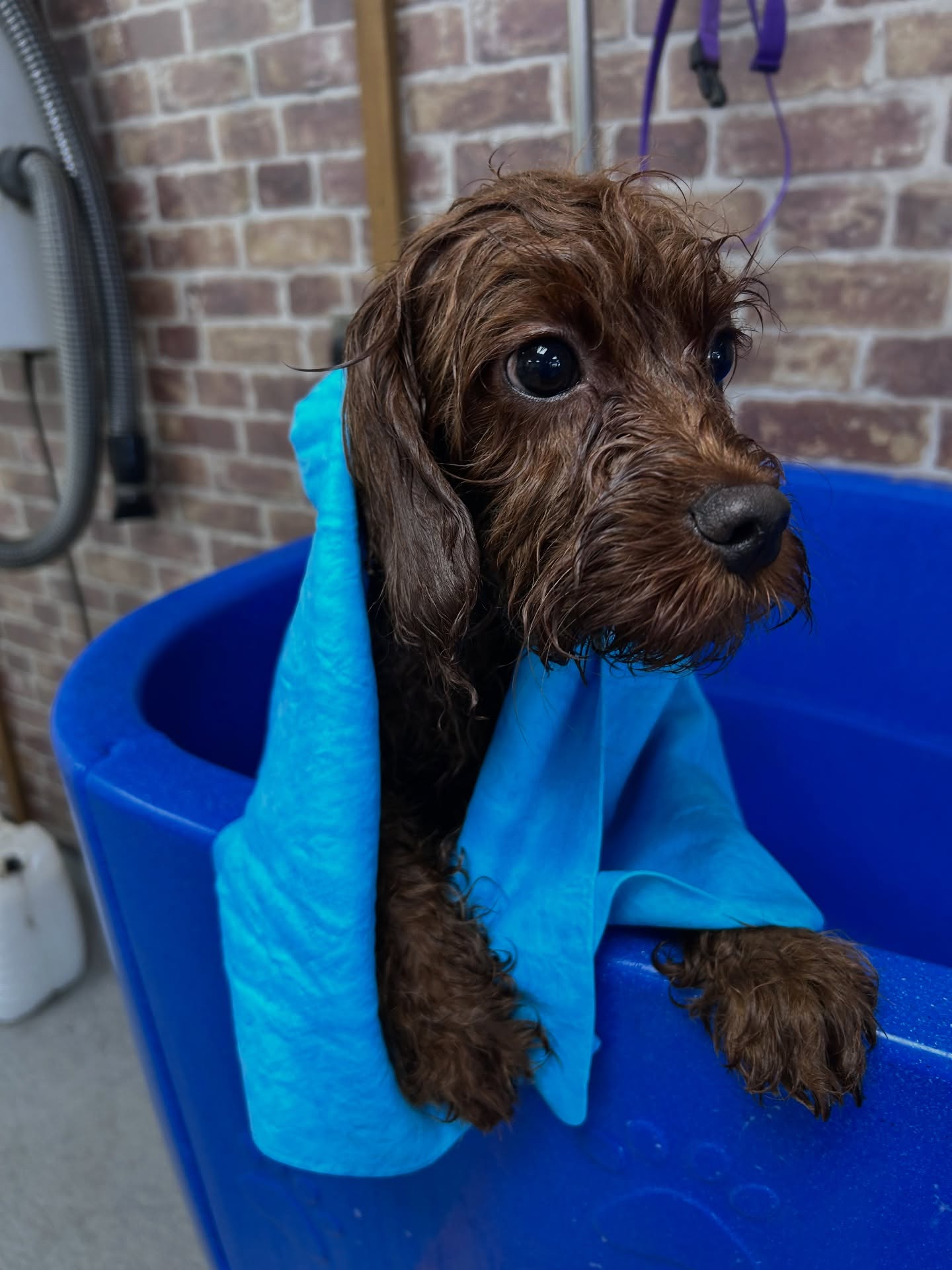 Bath and de-shed dog grooming Hull – short coat breed treatment