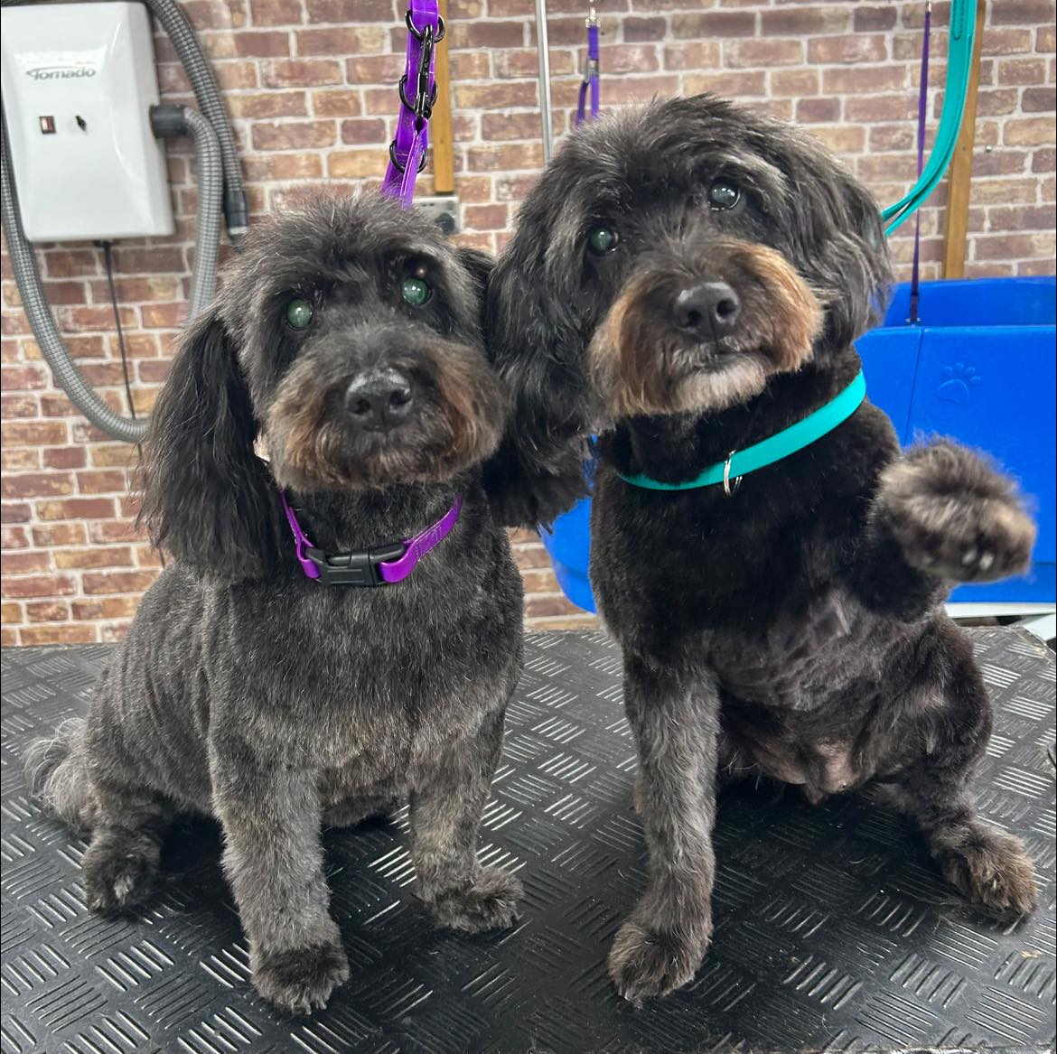 Mini groom tidy up Hull – face feet and hygiene trim