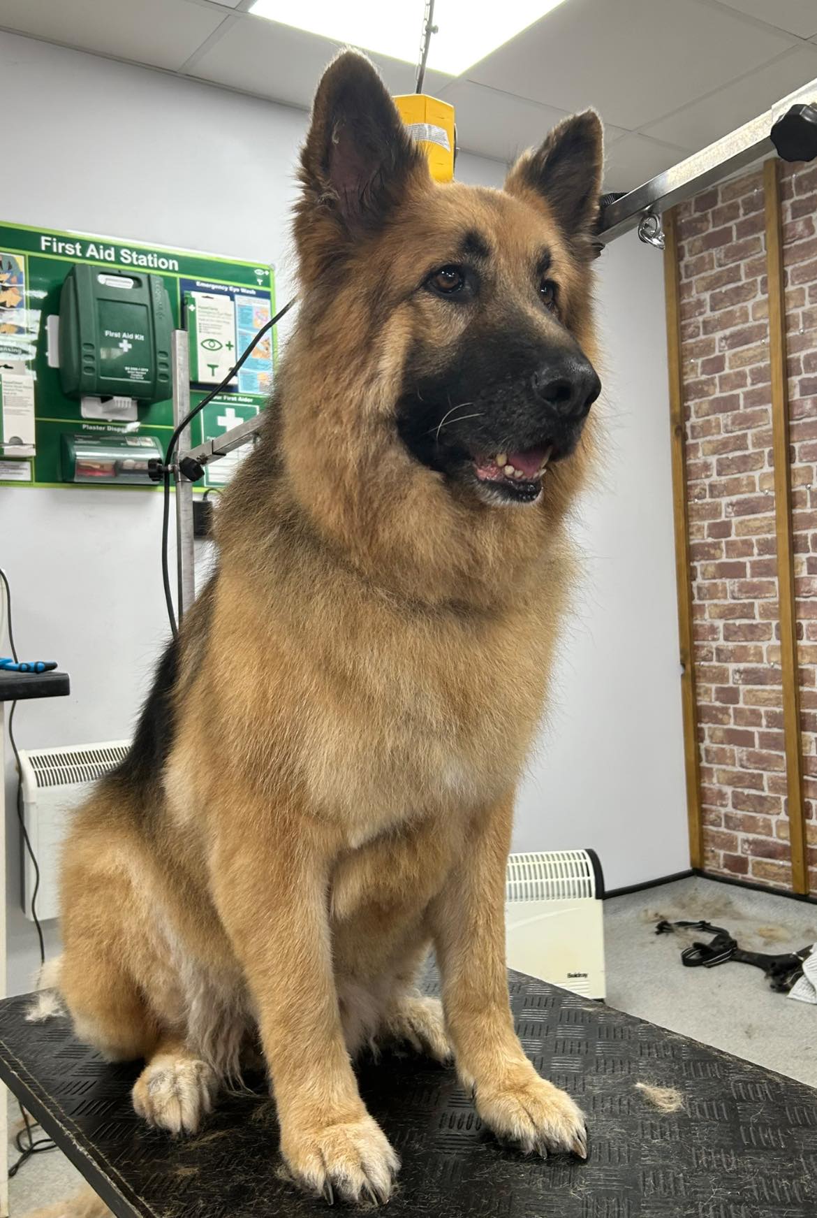 Double coat dog groom Hull – Golden Retriever German Shepherd specialist grooming