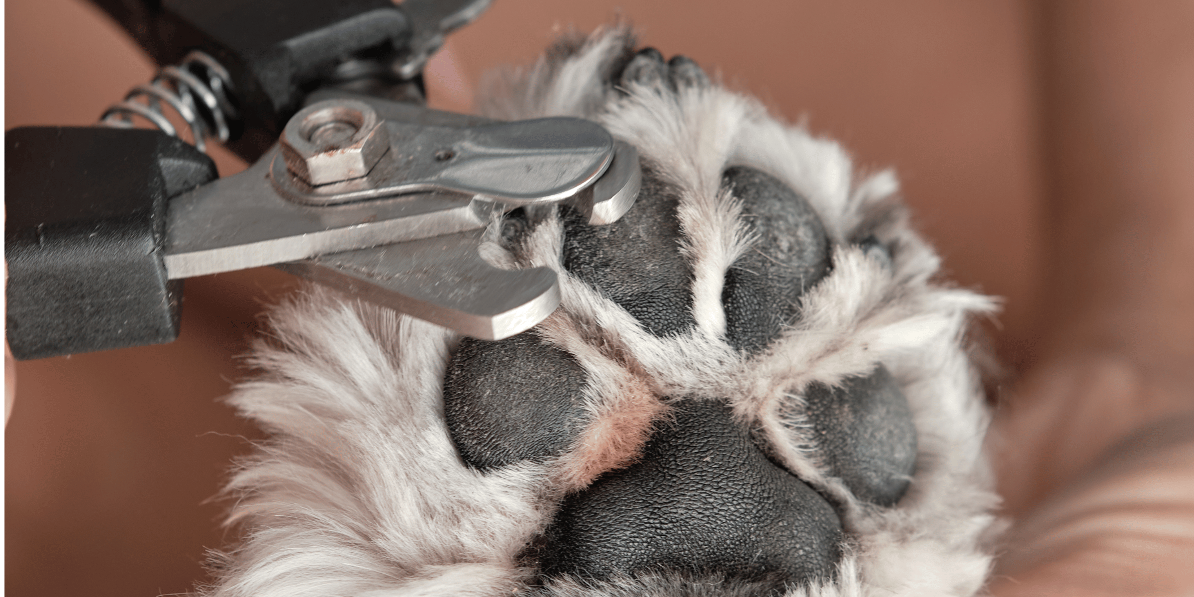 Dog nail clipping Hull – calm gentle paw care service