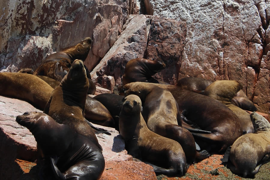 BALLESTAS ISLANDS TOUR