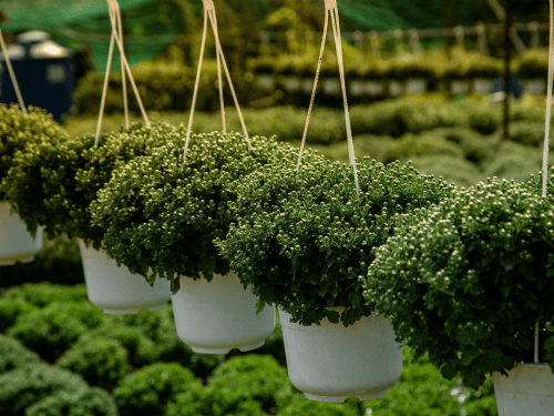 Nursery pick up /delivery in Stockton