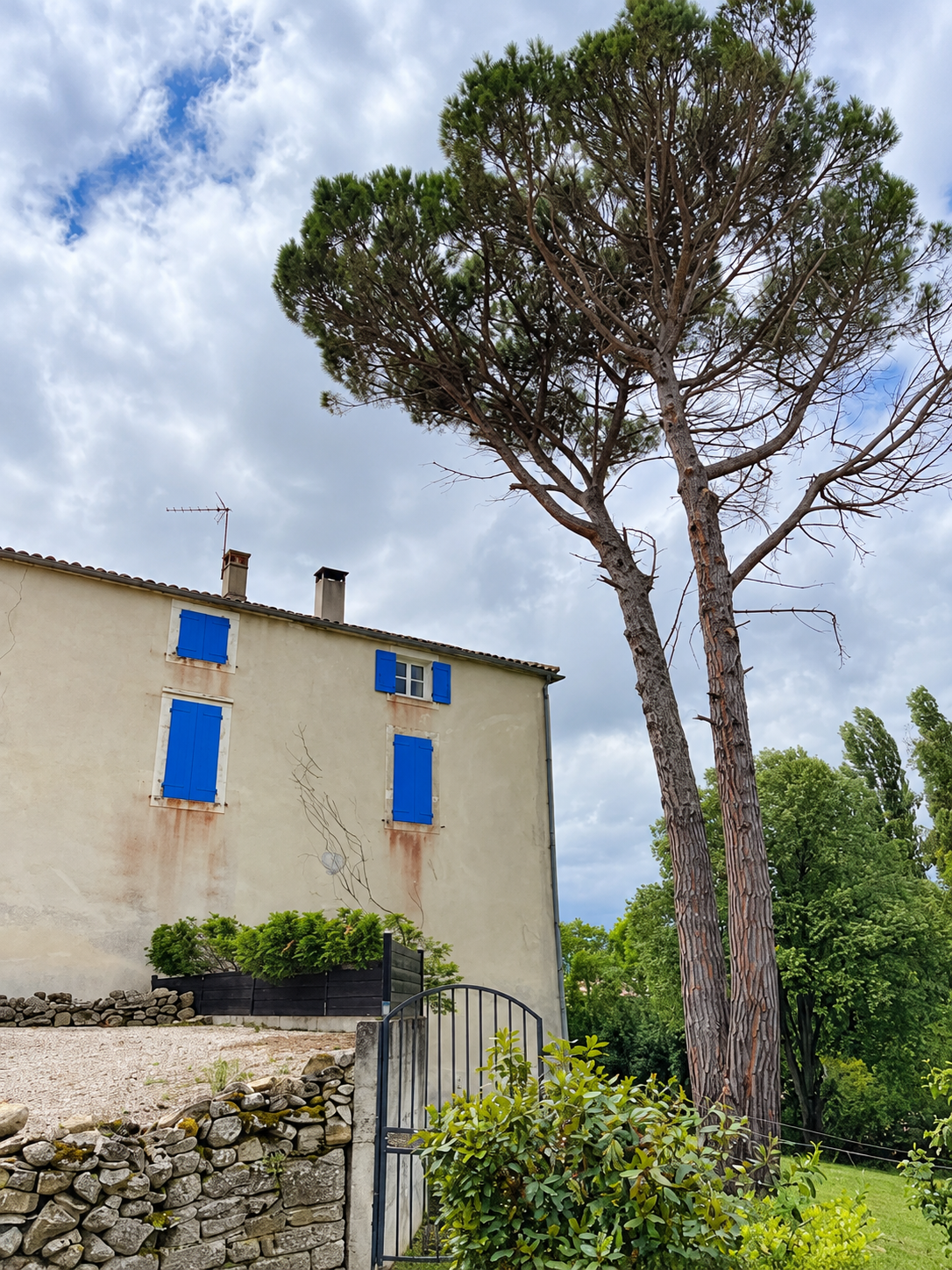 Arbres dans un jardin privé