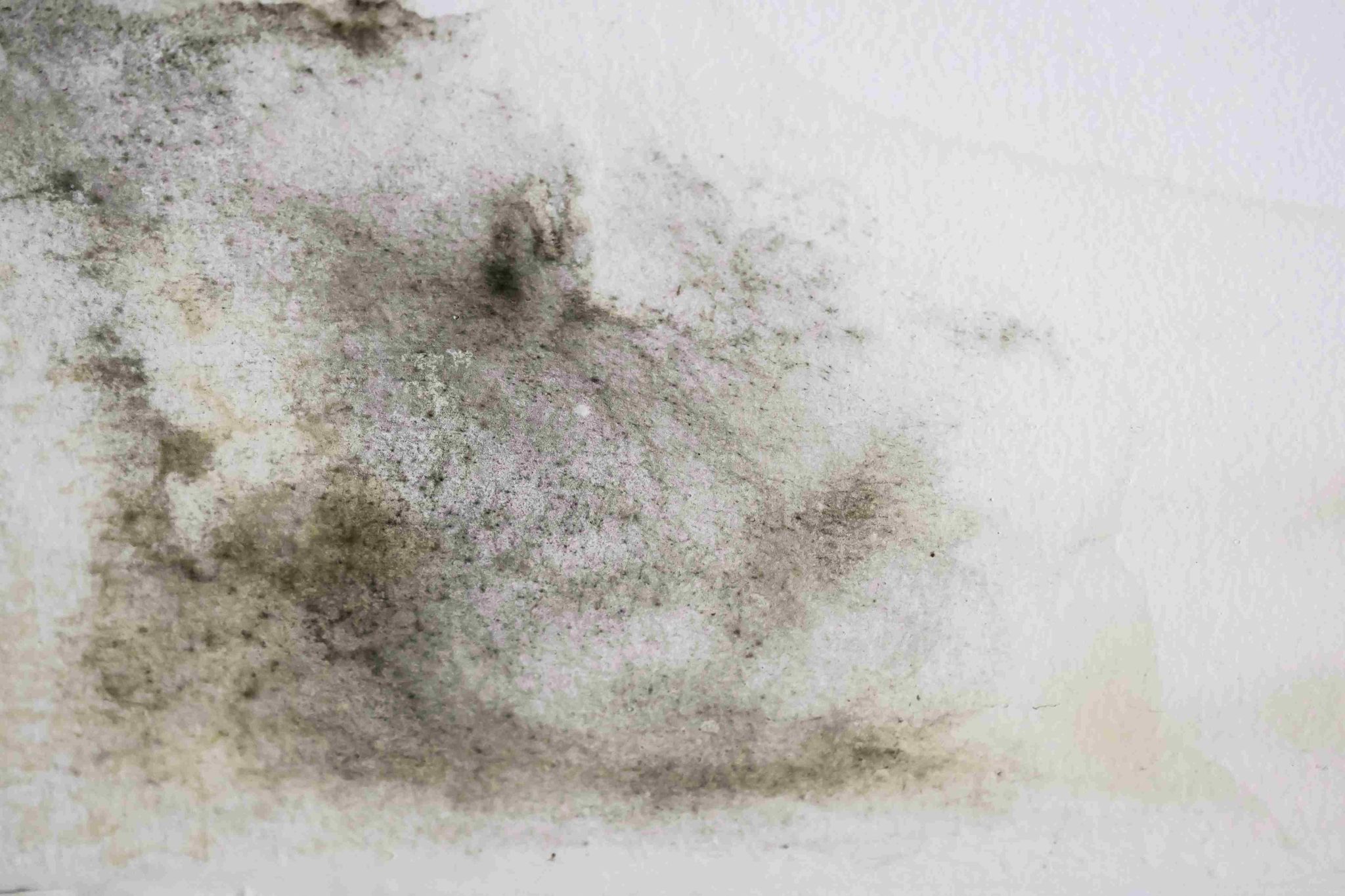 Mold growth on a wall