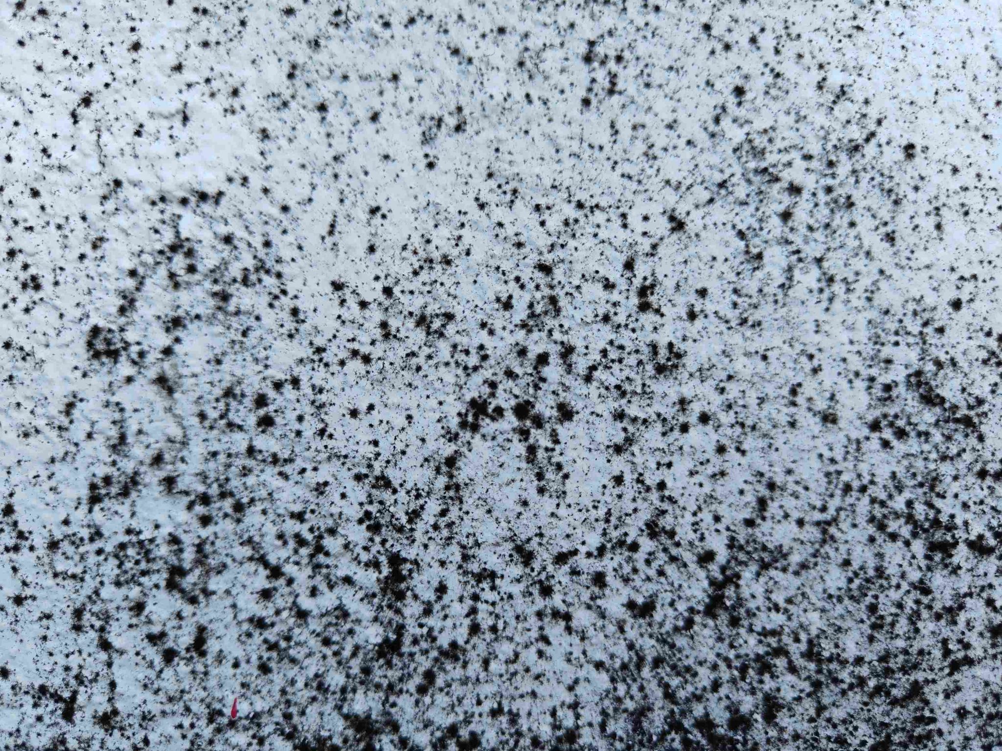 Close-up of mold spores